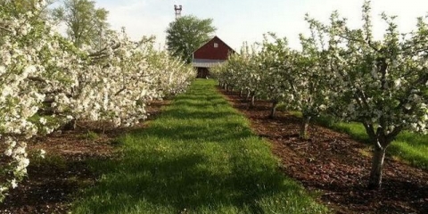 Kompatibilnost voćaka i grmlja u bašti